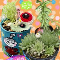コキア,ハオルチア属,ペペロミア属,今日の一枚,今日のお花の画像