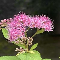 シモツケ ,お花に癒されて❤️,塀の紫陽花の画像