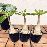 アデニウム アラビカム,観葉植物,塊根植物,かわいい♡,葉っぱ好きの画像