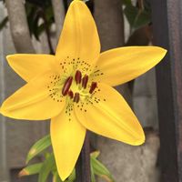 テッポウユリの画像