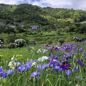 菖蒲,ショウブ,菖蒲園,お出かけ先の画像