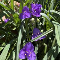 アルストロメリア,ムラサキツユクサ,ユズ,実家の花,成長を楽しむの画像