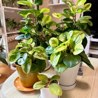 ペペロミア,観葉植物,インテリアグリーン,緑は癒し,リビング・ダイニングの画像
