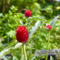 キキョウ,センニチコウ,レモン,癒し,植物のある暮らしの画像