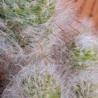 アロエ,サボテン,高砂,アロエ カスティロニアエ,Mammillaria bocasanaの画像