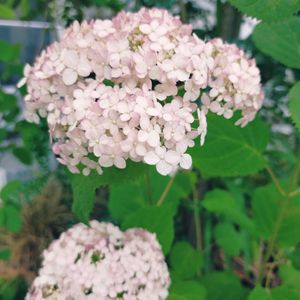 アナベル,アナベル,紫陽花 アジサイ あじさい,熊本,NO GREEN  NO LIFEの画像