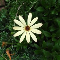 オステオスペルマム,花のある暮らし,お散歩途中,PicAtom,PicAtom2606の画像