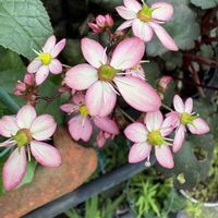 大文字草,大文字草,花のある暮らし,お楽しみ❀.(*´▽`*)❀.,玄関脇通路の画像