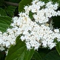 ウツボグサ,ガマズミ,タツナミソウ,サギゴケ,散歩道の画像