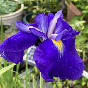 チランジア,ハス,マザーリーフ,花菖蒲,紫陽花 アジサイ あじさいの画像