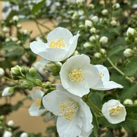バイカウツギ,ヤマボウシ,花のある暮らし,私の癒し,お花大好き✨の画像