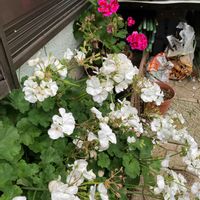 ゼラニウムの画像
