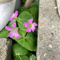 ムラサキカタバミの画像