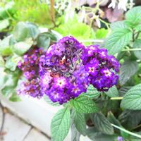 ヘリオトロープ,花のある暮らし,早朝散歩,お散歩途中,PicAtomの画像