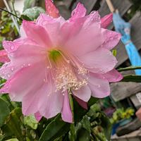孔雀サボテンの画像