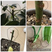 アボカド,シェフレラ,シェフレラ,長崎,みどりのある暮らしの画像