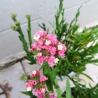 スターチス,花のある暮らし,早朝散歩,お散歩途中,PicAtomの画像