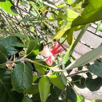 風船唐綿,フェイジョア,季節の花,GS映え,家庭菜園の画像