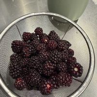 ブラックベリー,ブラックベリー,収穫,野菜と果物の話,キッチンの画像