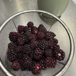 ブラックベリー,ブラックベリー,収穫,野菜と果物の話,キッチンの画像