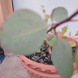部屋,小さな庭の画像
