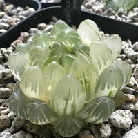 オブツーサ,ハオルチア,オブツーサ錦,オブツーサ錦　龍鱗,多肉植物の画像