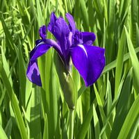 カキツバタ,カキツバタ,ミヤコワスレ,ミヤコワスレ,ヤマボウシの画像