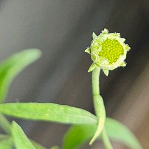 ヒメジオン(姫女苑),ヒメジオンの蕾,ヒメジオンの蕾,プランターの画像