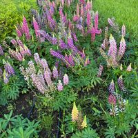 ルピナス,ルピナス,公園,鉢植え,花壇の画像