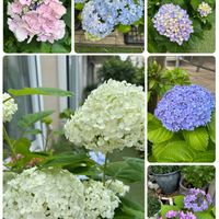 ハイドランジア,紫陽花　万華鏡,アジサイ てまりてまり,ハイドランジアマジカルレボリューション,紫陽花 ひなまつりの画像