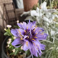 バーベナ,フロックス,カタナンケ,花のある暮らし,お花大好き♡の画像