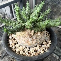 ユーフォルビア属,ゴルゴニス,ユーフォルビア ゴルゴニス,金輪際,多肉植物の画像