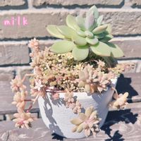 ブロウメアナ,姫秋麗,ホワイトシャンペン,寄せ植え,多肉植物の画像