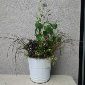 寄せ植え,no green no life,園芸,バラと夢CLUBの画像