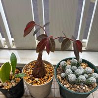 サンスベリア,銀手毬,フィランサス・ミラビリス,植え替え,長崎の画像