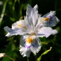 シャガ,昭和万葉の森,ほんわか♥️ほんのり,花咲く乙女たち♡の画像