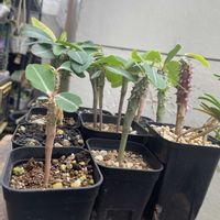 ユーフォルビア ビグエリー,ユーフォルビア 噴火竜,ユーフォルビア,スペース問題,はむ　実生の画像