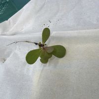 スベリヒユの画像