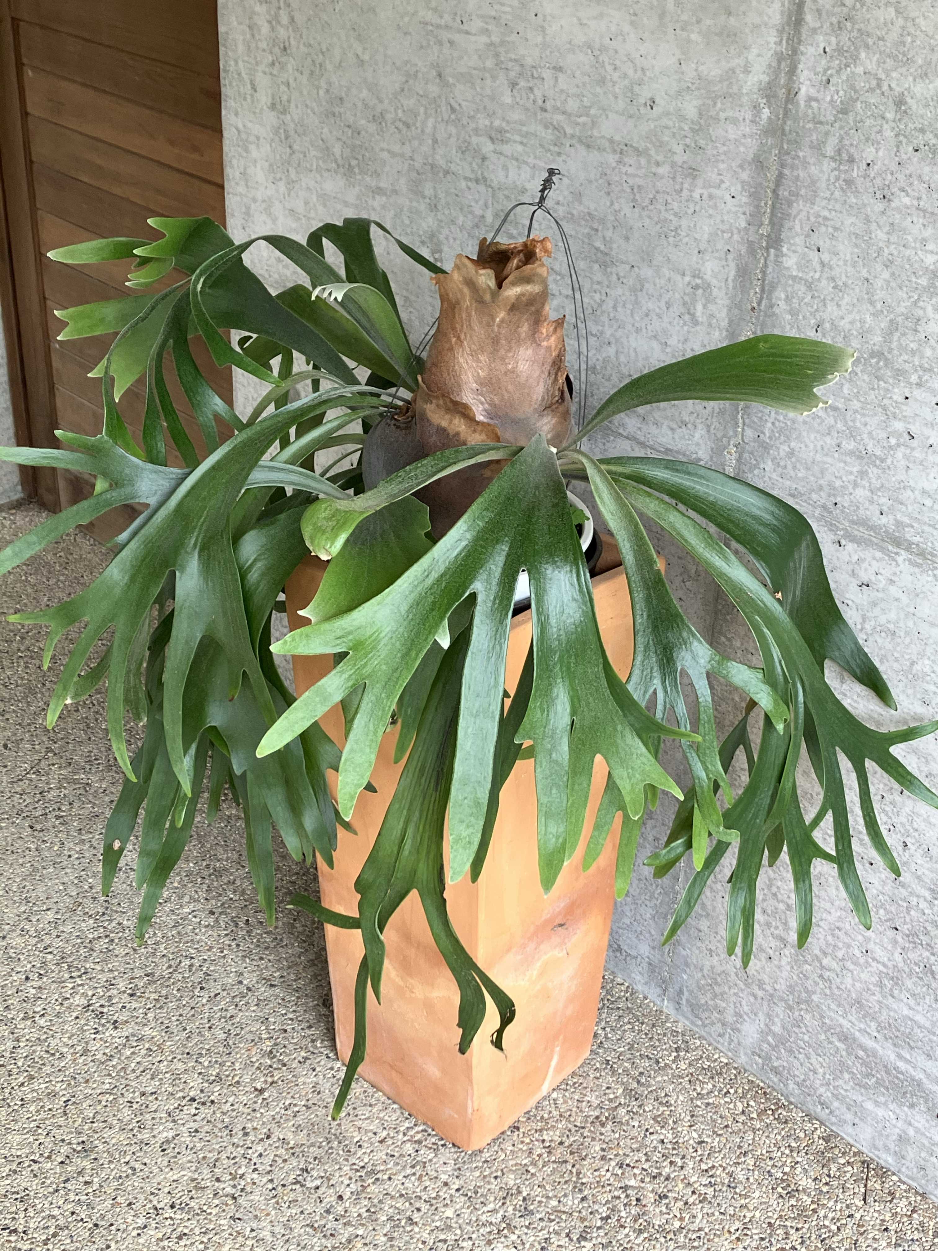 ビカクシダの森