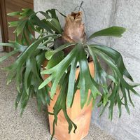コウモリラン,シダ,ビカクシダ,ビカクシダ ネザーランド,多肉植物の画像