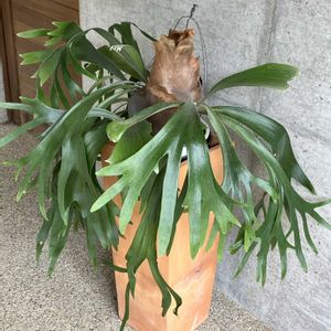 コウモリラン,シダ,ビカクシダ,ビカクシダ ネザーランド,多肉植物の画像