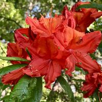 ツツジ,ツツジ,真っ赤,真っ赤な花,赤朱紅の画像