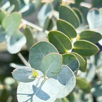 シャクナゲ,スイレン,ユーカリ,今日のお花,今朝のウォーキングの画像