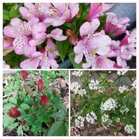 ストロベリーキャンドル,オルレア,アストロメリア,いいね❤ありがとう,花のある暮らし❤の画像