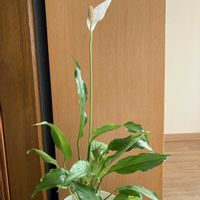 スパティフィラムの画像