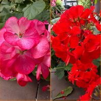 ゼラニウム,赤い花,鉢植え,花びら,花のある暮らしの画像