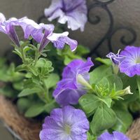 ペチュニア,サフィニア,季節の花,おうち園芸,ガーデンネックレス横浜2026コンテストの画像