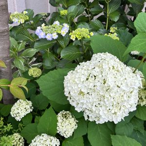 アナベル,アジサイ コサージュ,斑入りガクアジサイ・恋路ヶ浜,シェードガーデン,紫陽花 アジサイ あじさいの画像