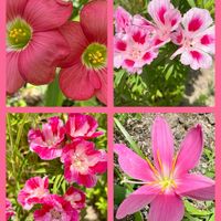 ゼフィランサス,ラッキークローバー,モンカタバミ,ゴテチャ,いつもありがとう♡の画像