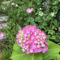 アジサイ,ガウラ,紫陽花,サツキ,ユーカリの画像